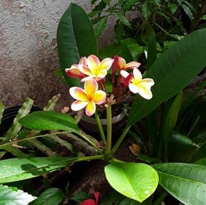 Meet your Posher, Michele